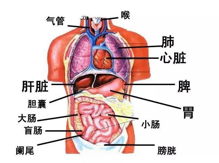 為什么要做肝膽排毒