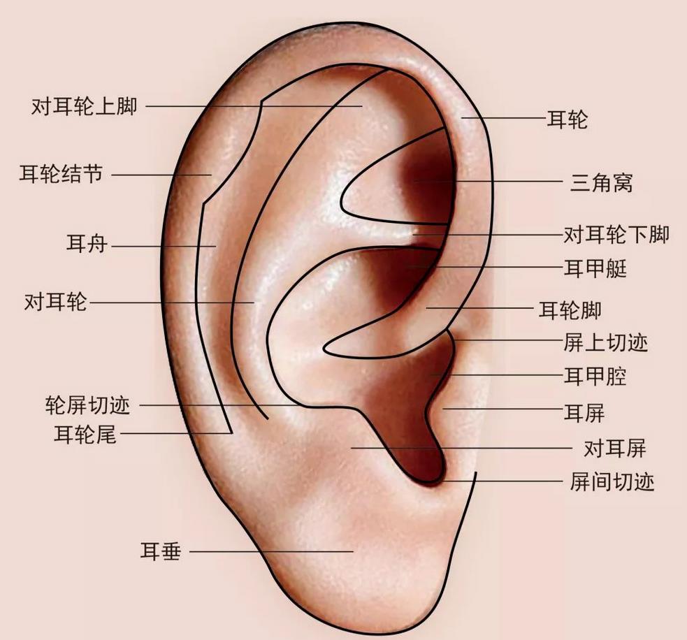 結(jié)合耳廓揉按法、耳穴刺激法、耳灸法三大技法